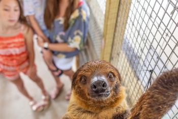 Alabama Gulf Coast Zoo Sloth Encounter