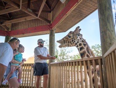 Giraffe feeding experience at the Alabama Gulf Coast Zoo