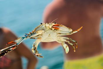 Crabbing in Gulf Shores & Orange Beach