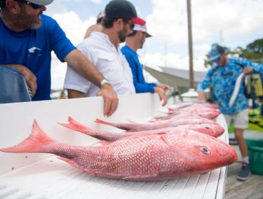 Red Snapper Fishing Orange Beach