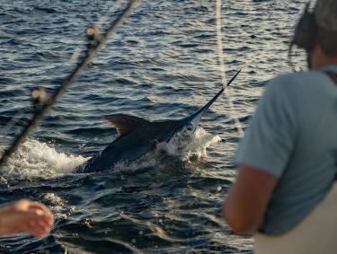 Marlin Fishing Orange Beach