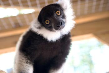 Alabama Gulf Coast Zoo Lemur Encounter