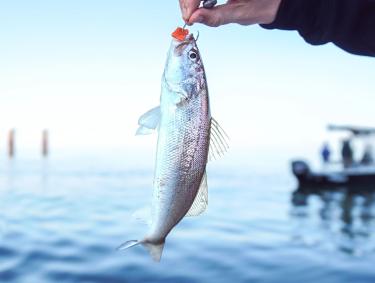 White Trout caught in the Gulf of Mexico