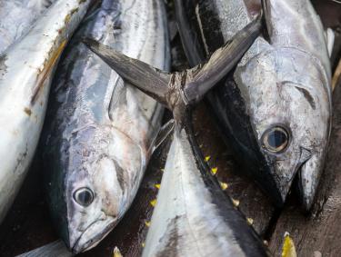 Yellowfin Tuna caught on boat