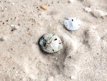 Sand Dollars on the beach in Gulf Shores, shelling on Alabama's Beaches