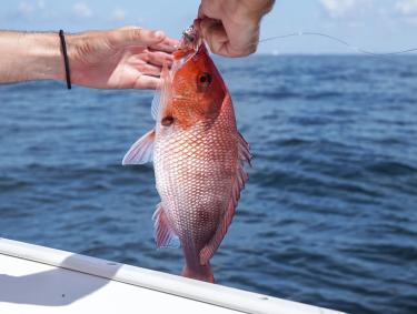 Angler brining in a red snapper onto a charter boat in Orange Beach