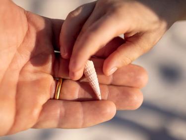 Child's hand giving dad's hand an auger seashell in Gulf Shores and Orange Beach