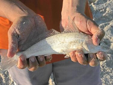 Hands holding a whiting caught surf fishing in Orange Beach