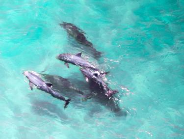 Aerial view of dolphins swimming together in clear blue water in Orange Beach