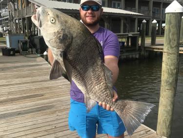 black drum