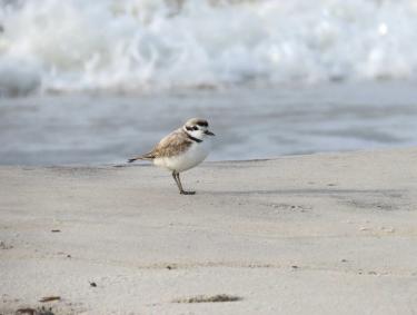 Snowy Plover shorebird on the beach in Gulf Shores