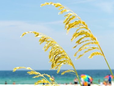 sea oats on the beach in gulf shores