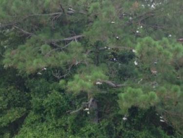 ShoeTree at Glenlakes Golf Course