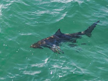 Sharks Found in Gulf Shores & Orange Beach