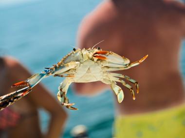 Try Crabbing in Gulf Shores & Orange Beach