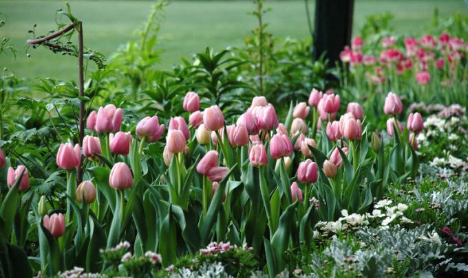 pink tulips at Bellingrath Gardens Mobile AL