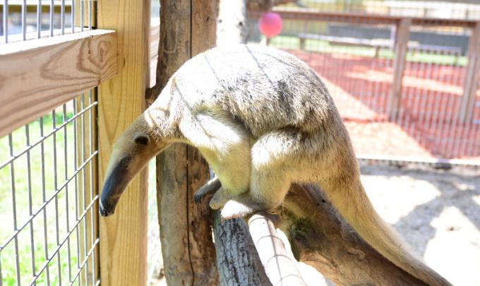 Anteater at the Alabama Gulf Coast Zoo Gulf Shores Al