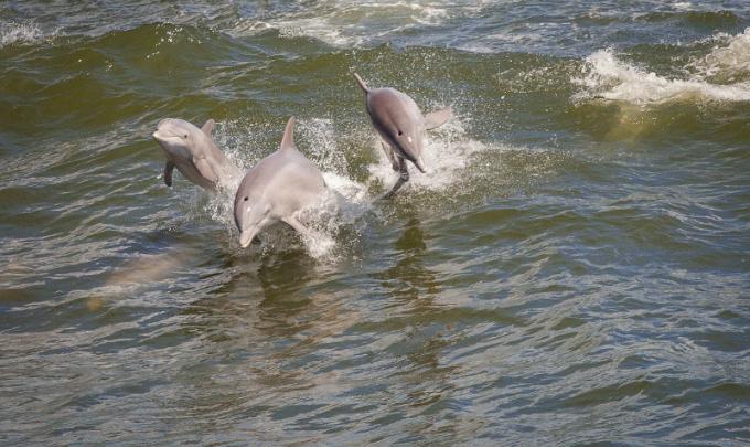 dolphin swimming in Orange Beach Al