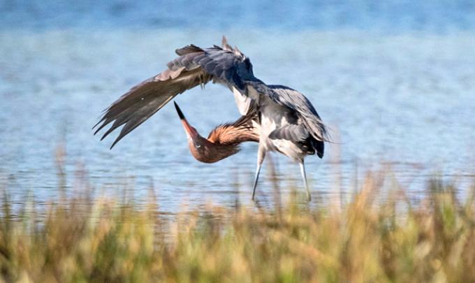 Reddish Egret on Alabama Gulf Coast