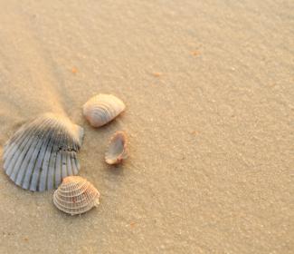 Orange Beach Seashells