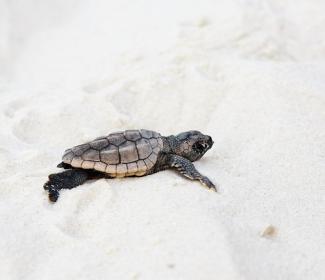 Sea Turtles on the Beaches of Gulf Shores and Orange Beach, AL