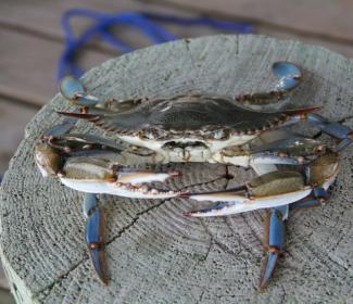 Blue Crab on alabama Gulf Coast
