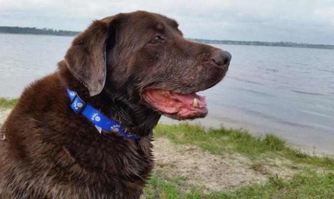 dog in Gulf Shores