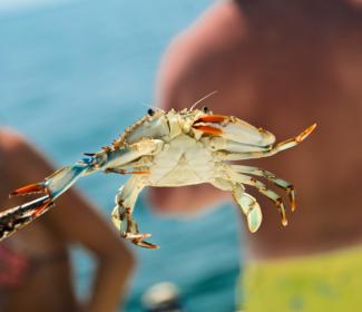crab bait Orange Beach AL