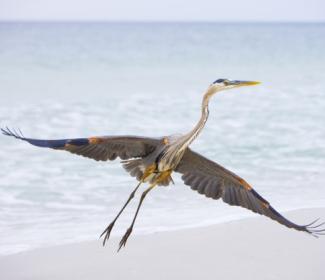 Great Blue Heron takes flight in Gulf Shores Al