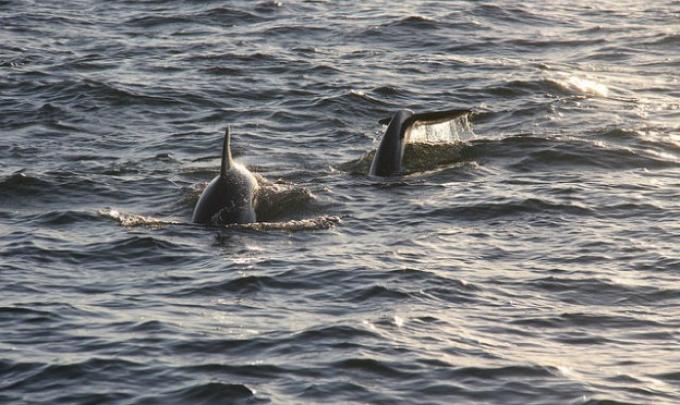 Dolphins Orange Beach