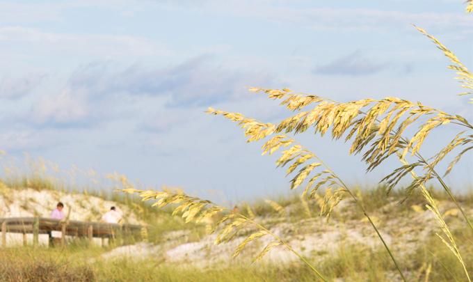 Sea Oats along Alabama Gulf Coast