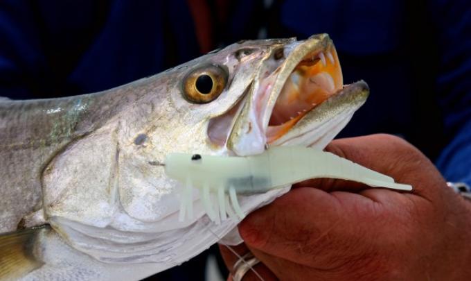 Trout fishing Orange Beach Al