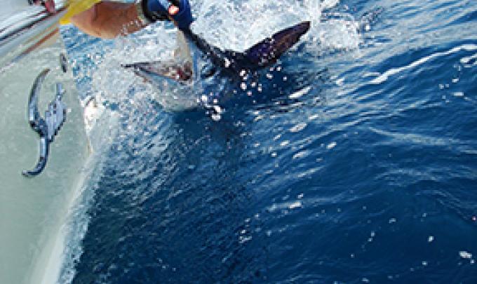 Swordfish in Orange Beach AL