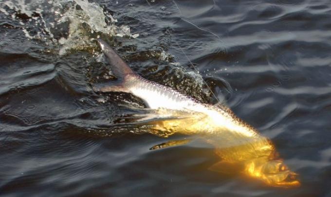 reeling in fish