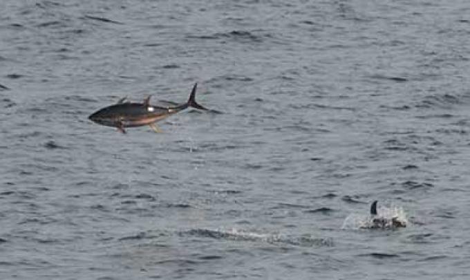 Tuna Fish off Alabama Gulf Coast
