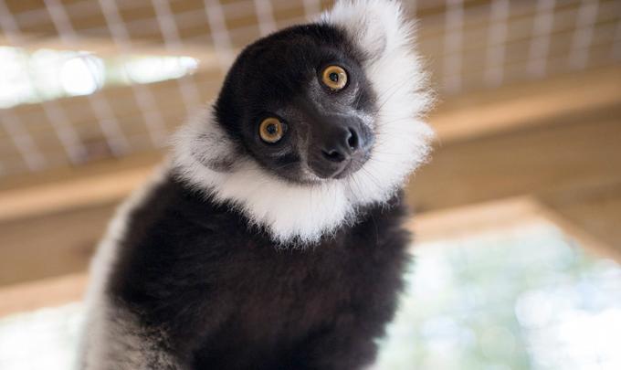 Lemur at Alabama Gulf Coast Zoo