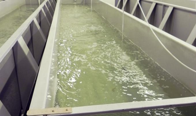 Claude Peteet Mariculture Center in Gulf Shores, AL