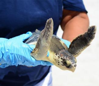 sea turtle gulf shores