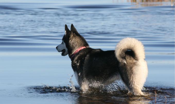 Lake Shelby Dog Pond Gulf Shores, AL