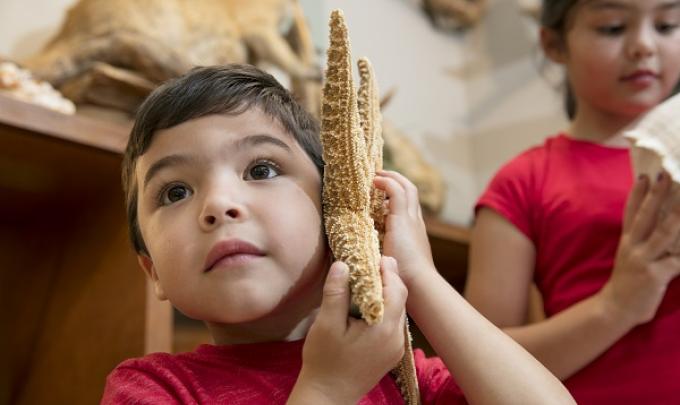 Learn more at the Nature Center at the Gulf State Park