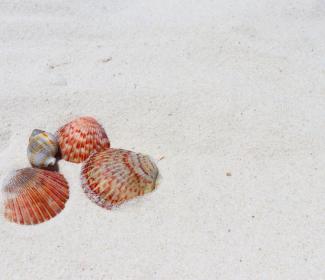 Shells on Alabama's white-sand beaches