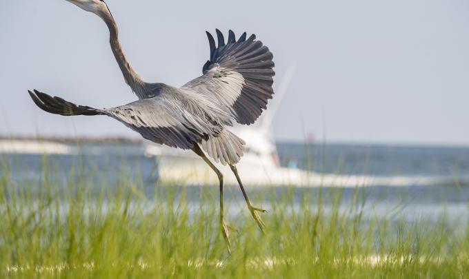 Bird in flight