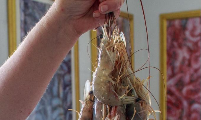 Fresh Gulf shrimp