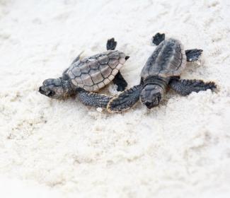 Turtles Gulf Shores