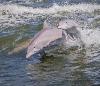 Dolphins Gulf Shores