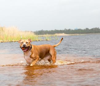 Dog Pond Lake Shelby