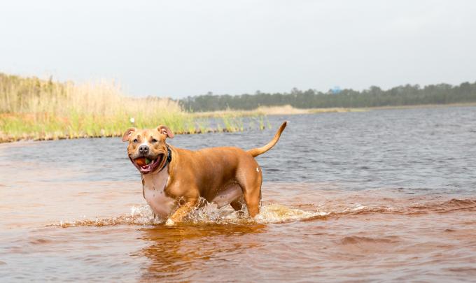 Dog Pond Lake Shelby