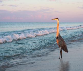 Heron Gulf Shores