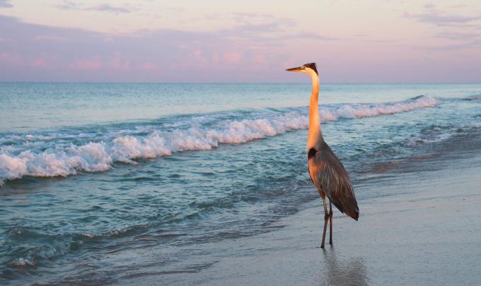 Heron Gulf Shores