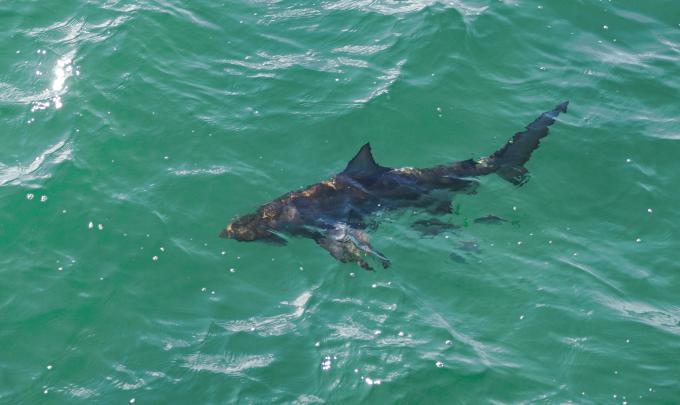 Shark off of Gulf State Park Pier